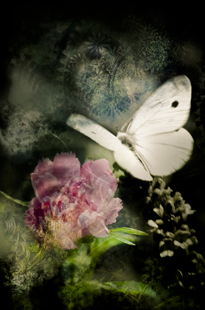 Bildkomposition Schmetterling