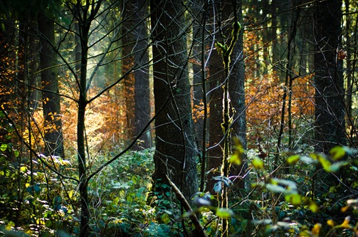 Harz Wald Hahnenklee im Herbst