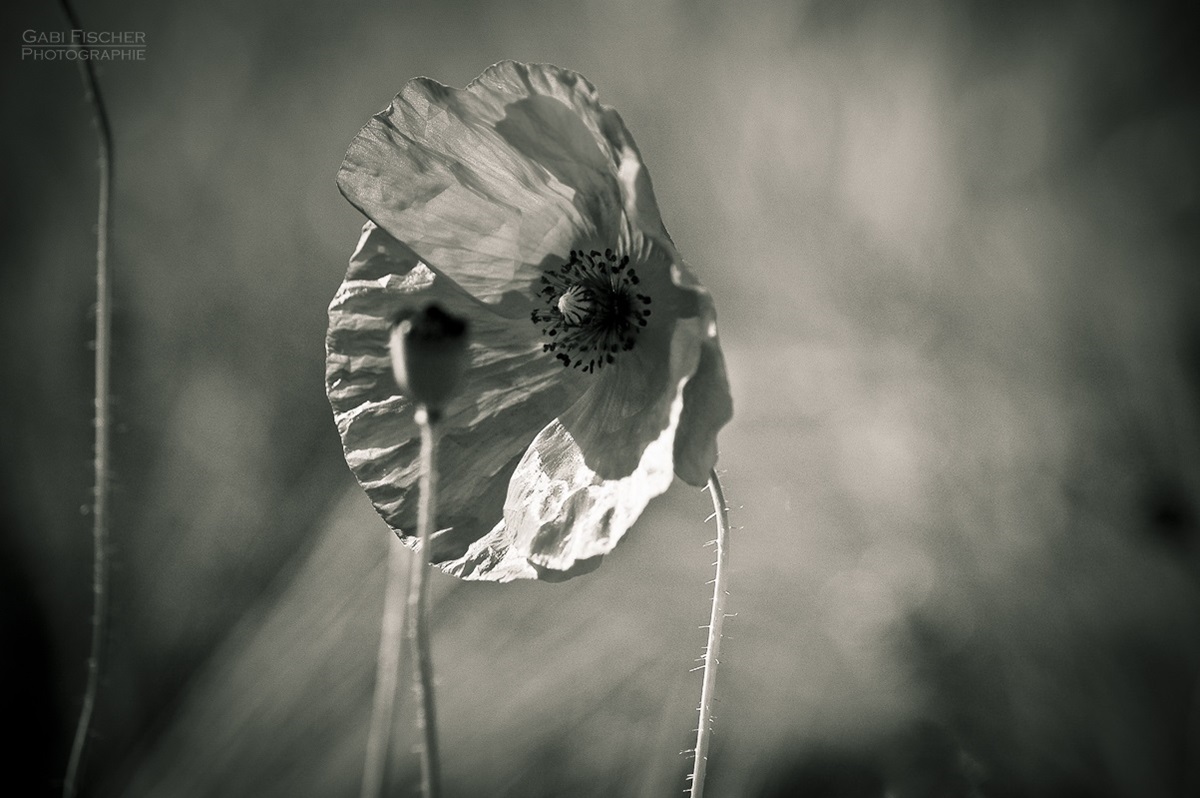 Wiesenmohn Monochrom