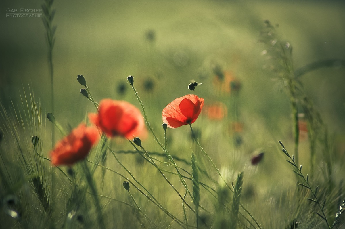 Wiesenmohn